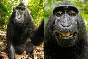 monkeyselfie