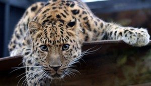 man-eating-leopard.wiki