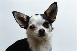 CDATA[![little-dog-t