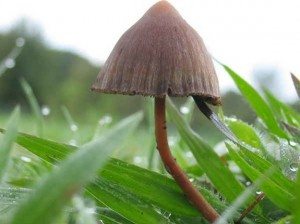 psilocybin-mushroom