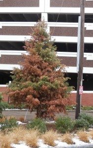 coddington-mulch-in-the-making | Quincy News About Quincy Massachusetts coddington-mulch-in-the-making