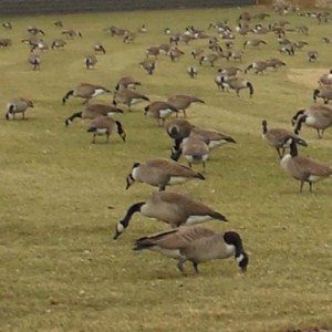 "Goose Grease" galoreA Quincy Quarry News photo
