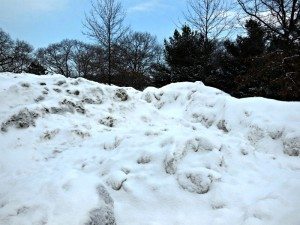 bob-sled-run-to-nowhere-before | Quincy News About Quincy Massachusetts bob-sled-run-to-nowhere-before