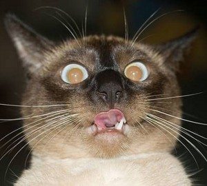 crazy-eyes-cat