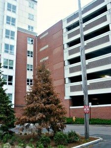 Dead tree lies in wakeA Quincy Quarry News photo