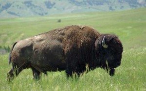 National Park Service Photo