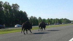 ULSTER+COUNTY+BISON_6