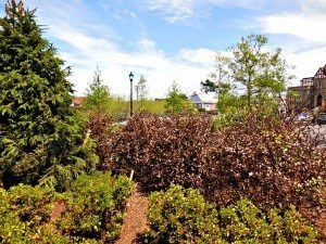 The day the hollies diedA Quincy Quarry News file photo