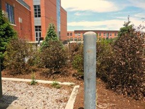 what-day-did-this-holly-die-2 | Quincy News About Quincy Massachusetts What day did the Budding Holly die?A Quincy Quarry News photo