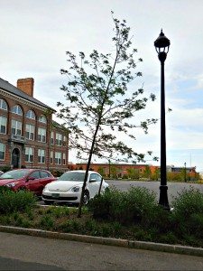 coddington-tree-sideways | Quincy News About Quincy Massachusetts Yet another sideways tree at CoddingtonA Quincy Quarry News photo