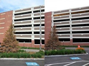 coddington-tree-sole-survivior-dies-2-pole-mia | Quincy News About Quincy Massachusetts First you see the pole, then later you don't Conjoined Quincy Quarry News file photo