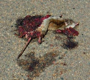 rats-in-the-q-square | Quincy News About Quincy Massachusetts