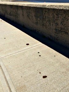 wollaston-beach-1 | Quincy News About Quincy Massachusetts wollaston-beach-1