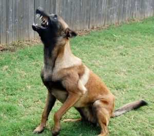 Fat rat tartareQuincy Quarry News' unleashed hound