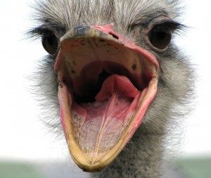 open-mouth-bird-800x675