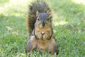 Squirrel baitA flickr.com image