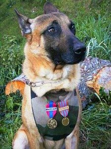 CDATA[![Diesel_a_seven_year_old_Belgian_shepherd | Quincy News About Quincy Massachusetts Diesel A French National Police file photo