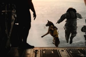 Navy Seal Team K9US Navy photo
