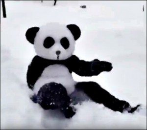 Panda-person-DC-blizzard