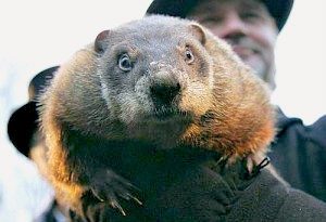 ground-hog-get-you-finger-outta-there | Quincy News About Quincy Massachusetts