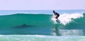 surf-jump-the-shark-ytimg.com | Quincy News About Quincy Massachusetts