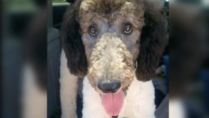 Larry-Randolph-Police-Poodle | Quincy News About Quincy Massachusetts Larry-Randolph-Police-Poodle