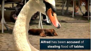 alfred-the-swan | Quincy News About Quincy Massachusetts alfred-the-swan