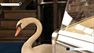 alfred-the-swan-deli | Quincy News About Quincy Massachusetts alfred-the-swan-deli