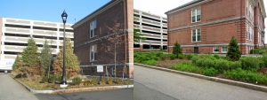 coddington-trees-dead-and-but-two-new | Quincy News About Quincy Massachusetts | Quincy MA coddington-trees-dead-and-but-two-new