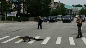 gator-crosses-in-the-crosswalk-mark-olson-fcso-photo