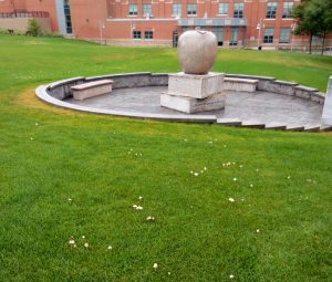 mushrooms-at-quincy-high-1125-2