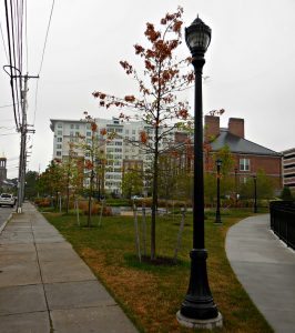 quincy-high-dying-trees