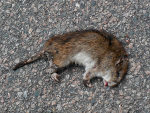 rat-in-the-Q-6x8 | Quincy News About Quincy Massachusetts rat-in-the-Q-6x8