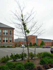 sideways-tree-at-coddington-2