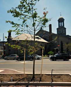 tree-watered-too-late-tall | Quincy News About Quincy Massachusetts tree-watered-too-late-tall