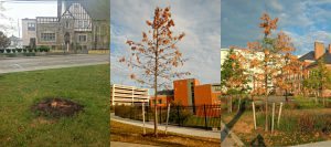 Coddington-dead-conjoined