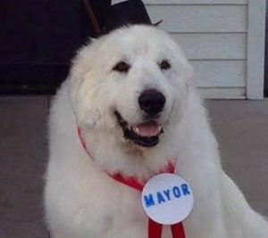 Mayor-Duke-of-Cormorant-1125