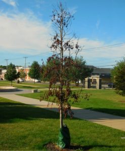 merrymount-fountain-fatality-6x8
