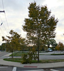 qhs-tree-limb-down-911