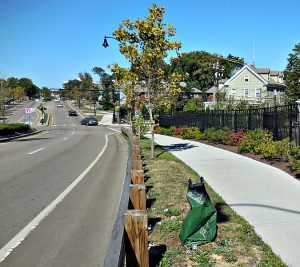 water-bag-but-no-tree-1125