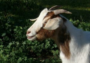 goat-grazing-linda-tanner-flickr-image | Quincy News About Quincy Massachusetts goat-grazing-linda-tanner-flickr-image