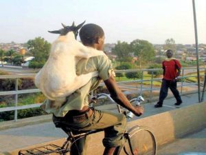 goat-on-bicycle-on-the-lamb-high-pixel