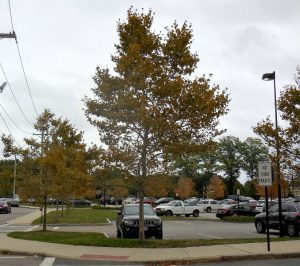 qhs-tree-limb-down-now-gone1 | Quincy News About Quincy Massachusetts qhs-tree-limb-down-now-gone1