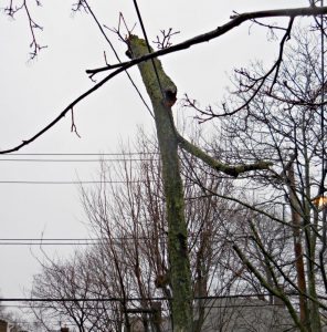 limb-hanging-by-wire | Quincy News About Quincy Massachusetts