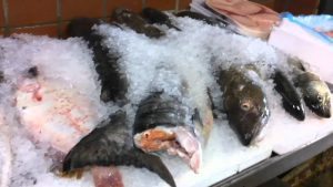 fish-on-ice-youtube | Quincy News About Quincy Massachusetts