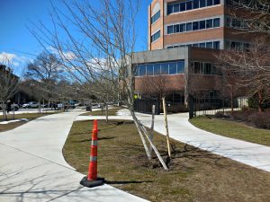 Tree-whacked-3-2017-8x6 | Quincy News About Quincy Massachusetts