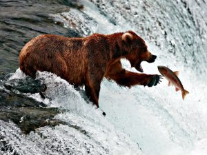 bear-fishing-w-dog.net-image | Quincy News About Quincy Massachusetts