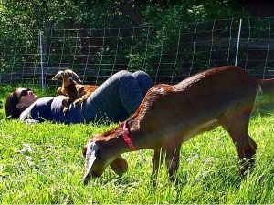 duxbury-yoga-goats-1 | Quincy News About Quincy Massachusetts