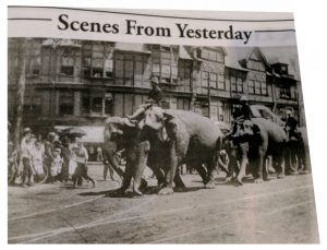 elephants-on-parade-in-the-q | Quincy News About Quincy Massachusetts
