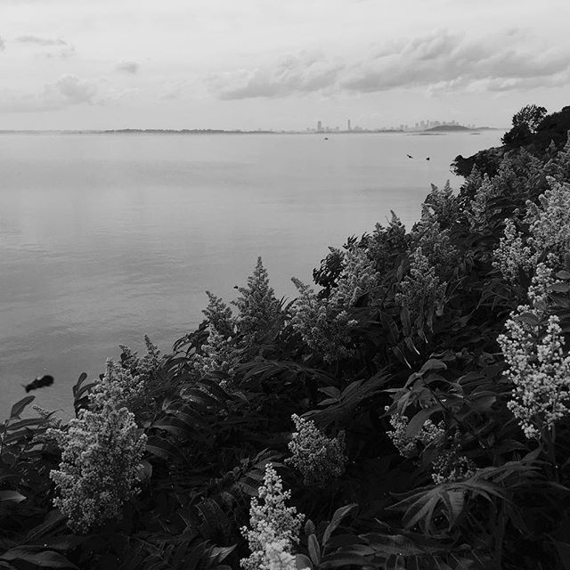 Busy bees...counted about 20 mostly bumble with some honeybees